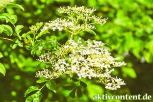 Holunder blüten: Dein natürlicher Allrounder für Küche & Gesundheit! Entdecke Rezepte, Heilwirkungen und Tipps - jetzt inspirieren lassen!