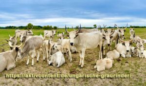 Ungarische Graurinder
