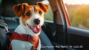 Reisen mit Hund