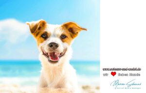 Hunderassen mit A. Von Akitas Eleganz zu Airedale Terriers Verspieltheit. Tauch ein in die Welt der vierbeinigen Wunder und entdecke, was hinter dem furchtlosen Blick eines Akita oder der lebensfrohen Aura eines Airedale Terrier steckt. Jede Rasse birgt ihre eigene Geschichte, voller Charme und Charakter.