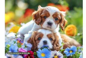 Wie erkennst und verhinderst Du Erbkrankheiten bei Cavalier King Charles Spaniel? Unser Ratgeber hält die Antworten bereit. Erfahre mehr über professionelle Pflege und die richtigen Fragen an den Züchter. Hol Dir das Buch und starte voll durch!