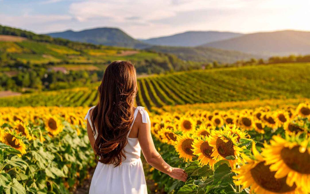Rückenansicht einer Frau mit langen Haaren in weißem Kleid, die in einem Sonnenblumenfeld in Ungarn steht – Sinnbild für Neuanfang und Lebensfreude