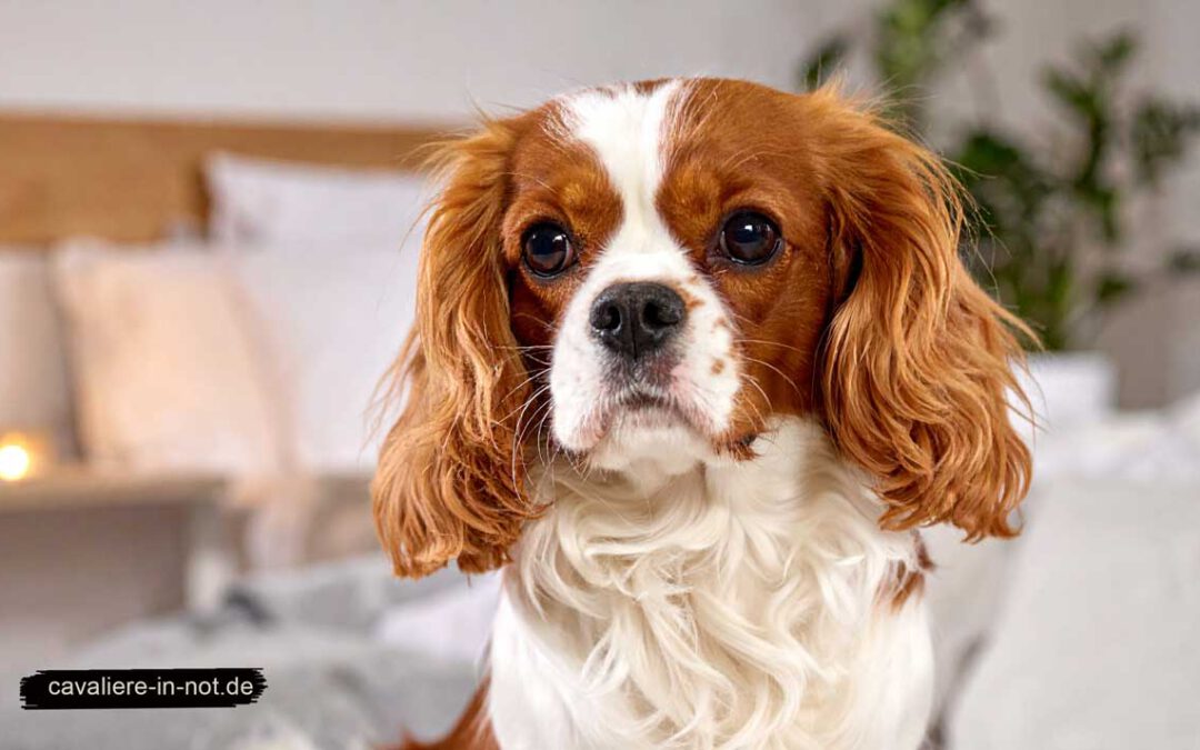 Cavalier King Charles Spaniel mit weiß-rotbraunem Fell blickt ruhig in die Kamera – Symbolbild zur Chiari-ähnlichen Malformation beim Cavalier in häuslicher Umgebung