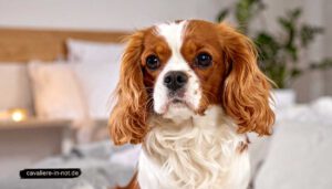 Cavalier King Charles Spaniel mit weiß-rotbraunem Fell blickt ruhig in die Kamera – Symbolbild zur Chiari-ähnlichen Malformation beim Cavalier in häuslicher Umgebung